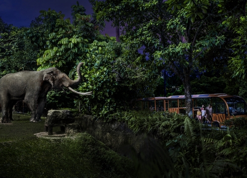 ナイトサファリ